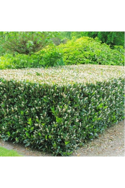 Лавровишня лікарська Отто Люкен стрижена форма в ландшафті